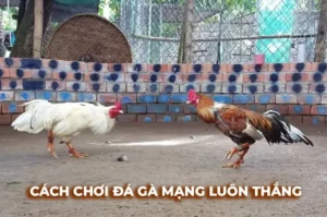 Cách Chơi Đá Gà Sabong Tại 8Day Kịch Tính Và Chuyên Nghiệp