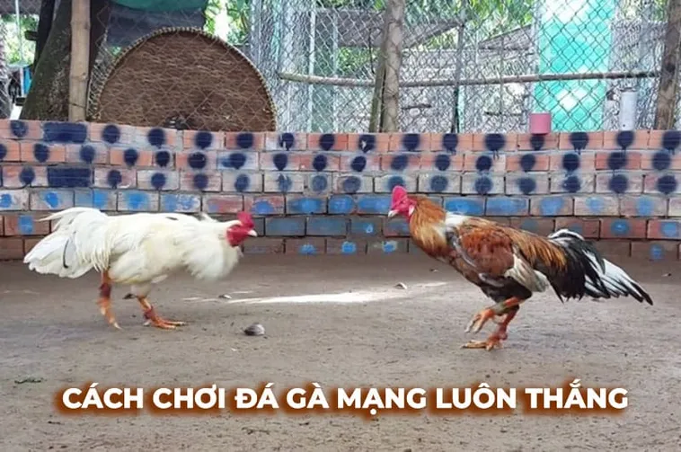 Cách Chơi Đá Gà Sabong Tại 8Day Kịch Tính Và Chuyên Nghiệp